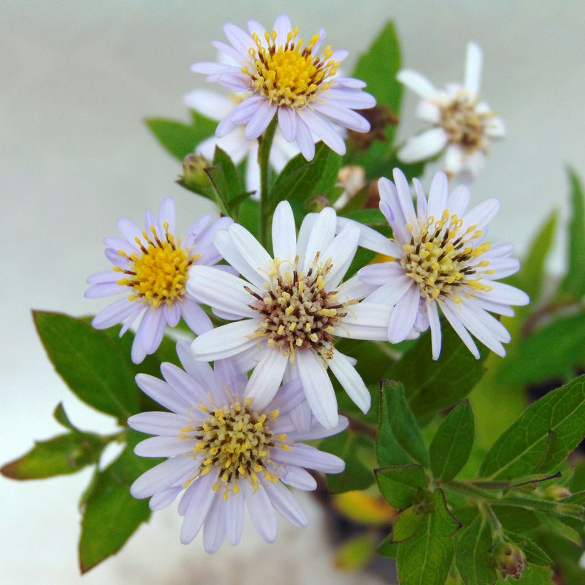 Aster Stardust - Japanse dwergaster (Bloei)