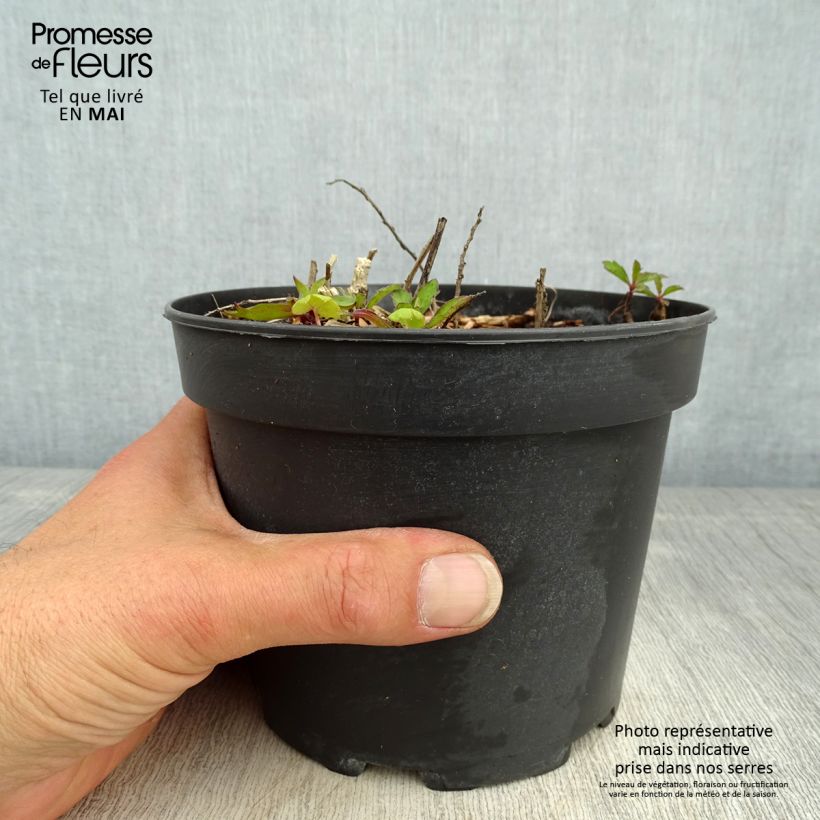 Exemplaar van Aster Stardust - Japanse dwergaster Pot van 2 l/3 l zoals geleverd in de lente