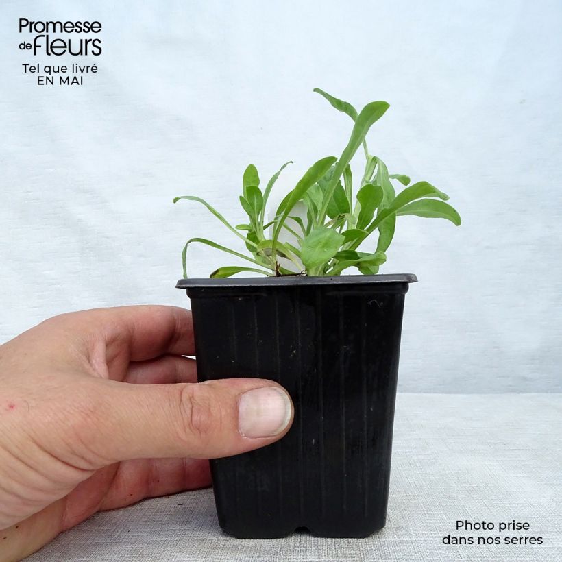 Exemplaar van Aster alpinus Dunkle Schöne - Alpenaster Kweekpotje van 8/9 cm zoals geleverd in de lente