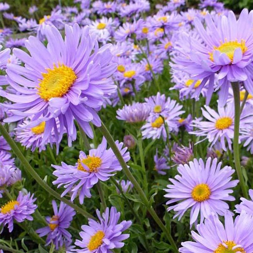 Aster alpinus Goliath - Alpenaster (Bloei)
