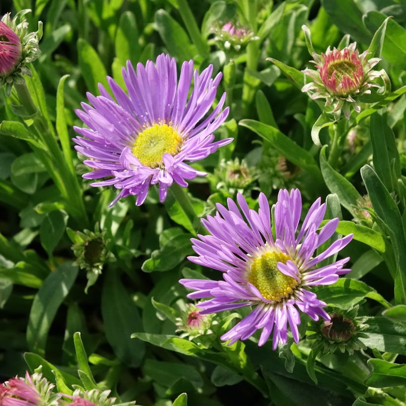 Aster alpinus Goliath - Alpenaster (Bloei)