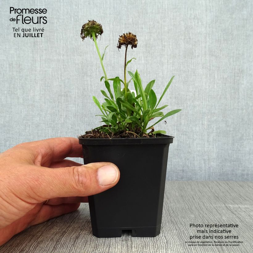 Exemplaar van Aster alpinus Goliath - Alpenaster Kweekpotje van 8/9 cm zoals geleverd in de zomer
