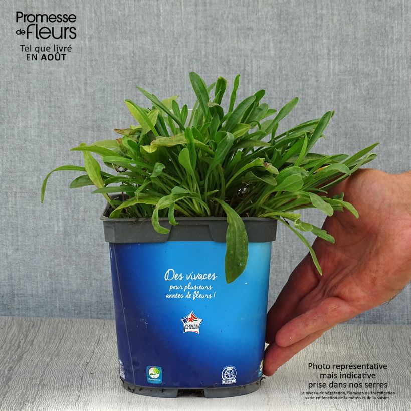 Exemplaar van Aster alpinus Goliath - Alpenaster Pot van 2 l/3 l zoals geleverd in de zomer