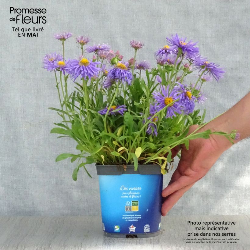Exemplaar van Aster alpinus Goliath - Alpenaster Pot van 2 l/3 l zoals geleverd in de lente