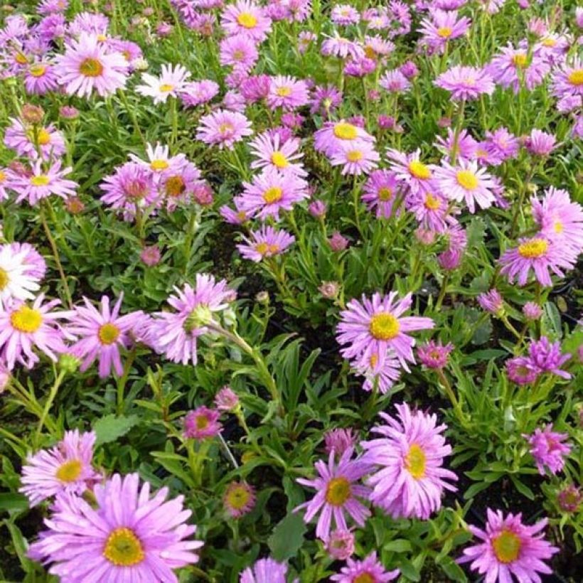 Aster alpinus Happy End - Alpenaster (Groeiplaats)