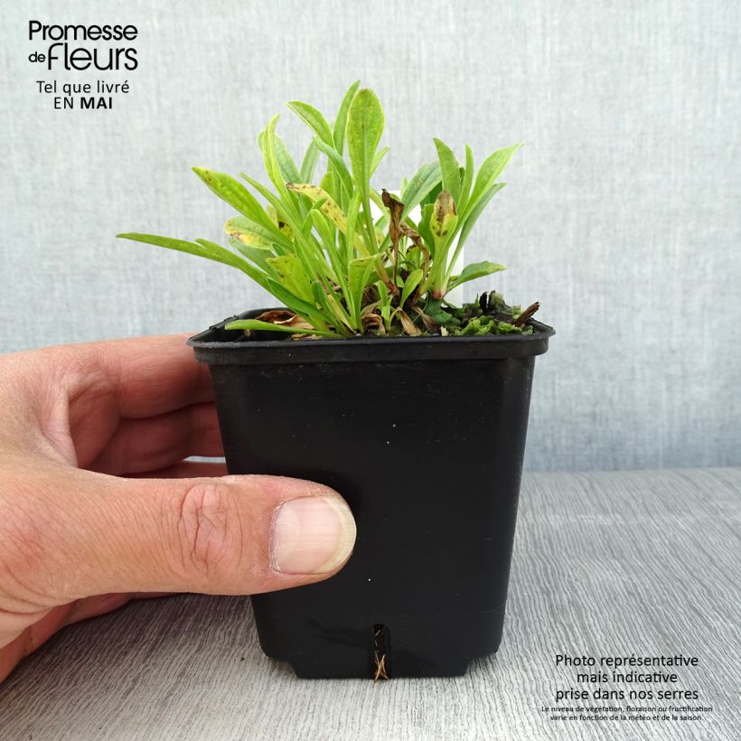 Exemplaar van Aster alpinus Pinkie - Alpenaster Kweekpotje van 8/9 cm zoals geleverd in de lente
