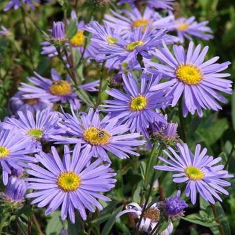 Aster amellus Dr Otto Petschek - Bergaster (Bloei)