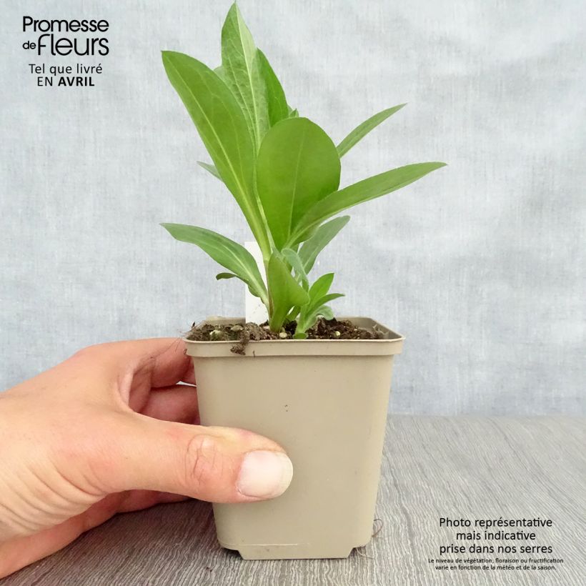 Exemplaar van Aster amellus King George - Bergaster Kweekpotje van 8/9 cm zoals geleverd in de lente