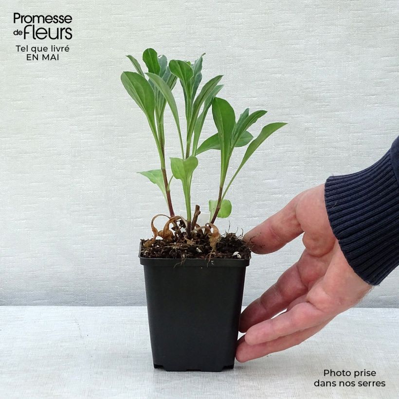 Exemplaar van Aster amellus Rosa Erfüllung - Bergaster Kweekpotje van 8/9 cm zoals geleverd in de lente