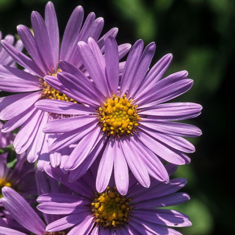 Aster amellus Rudolf Goethe - Bergaster (Bloei)