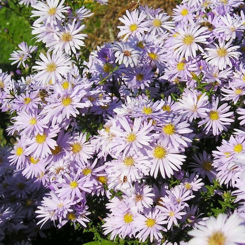 Aster amellus September Glow - Bergaster (Groeiplaats)