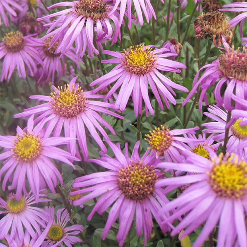 Aster amellus Sonia - Bergaster (Bloei)