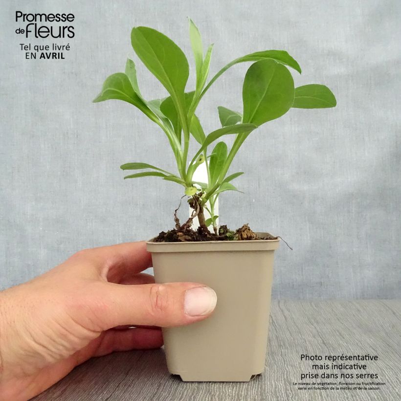 Exemplaar van Aster amellus Sonia - Bergaster Kweekpotje van 8/9 cm zoals geleverd in de lente