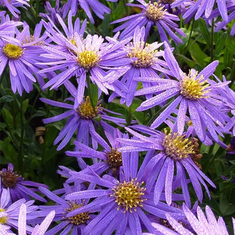Aster amellus Sonora - Bergaster (Flowering)