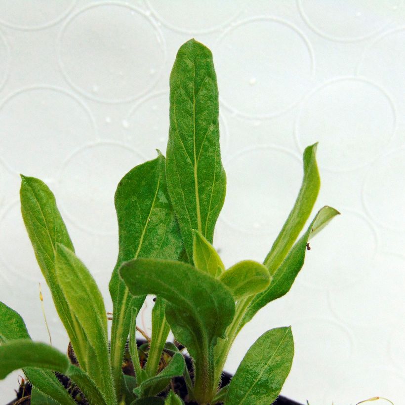 Aster amellus Sonora - Bergaster (Foliage)