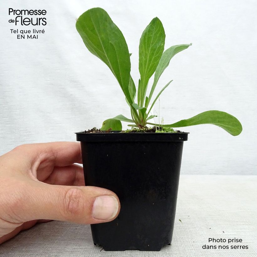 Exemplaar van Aster amellus Veilchenkönigin - Bergaster Kweekpotje van 8/9 cm zoals geleverd in de lente