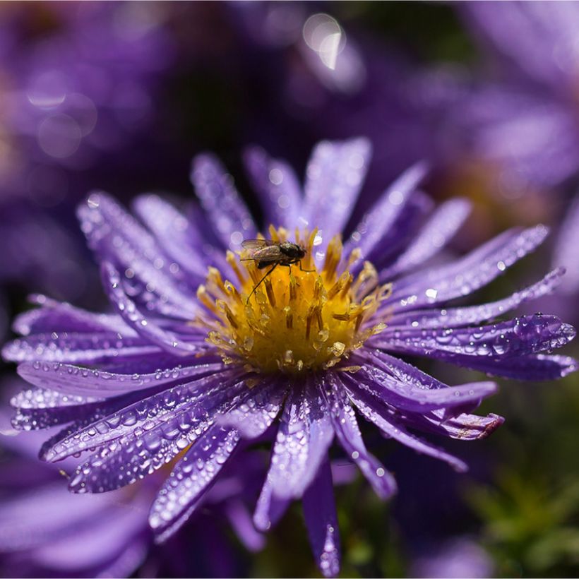 Aster azureus - Herfstaster (Bloei)