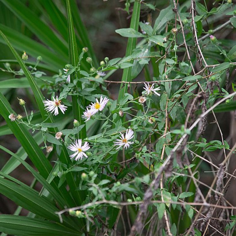 Aster carolinianus - Herfstaster (Groeiplaats)