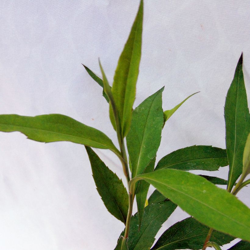 Aster cordifolius Blue Heaven - Herfstaster (Blad)