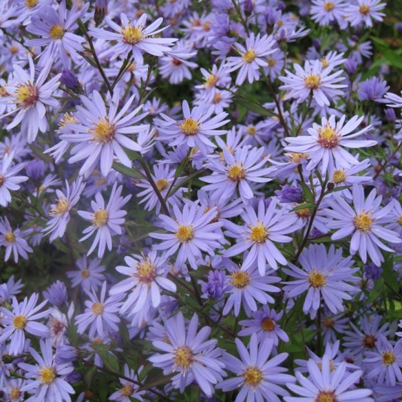 Aster cordifolius Blue Heaven - Herfstaster (Groeiplaats)