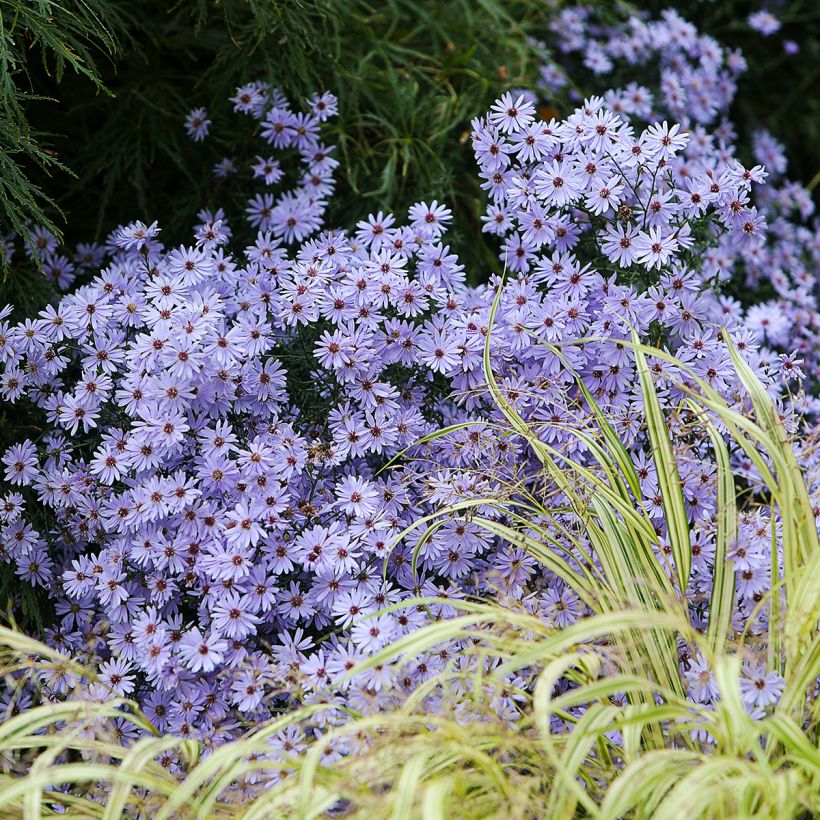 Aster cordifolius Little Carlow - Herfstaster (Groeiplaats)