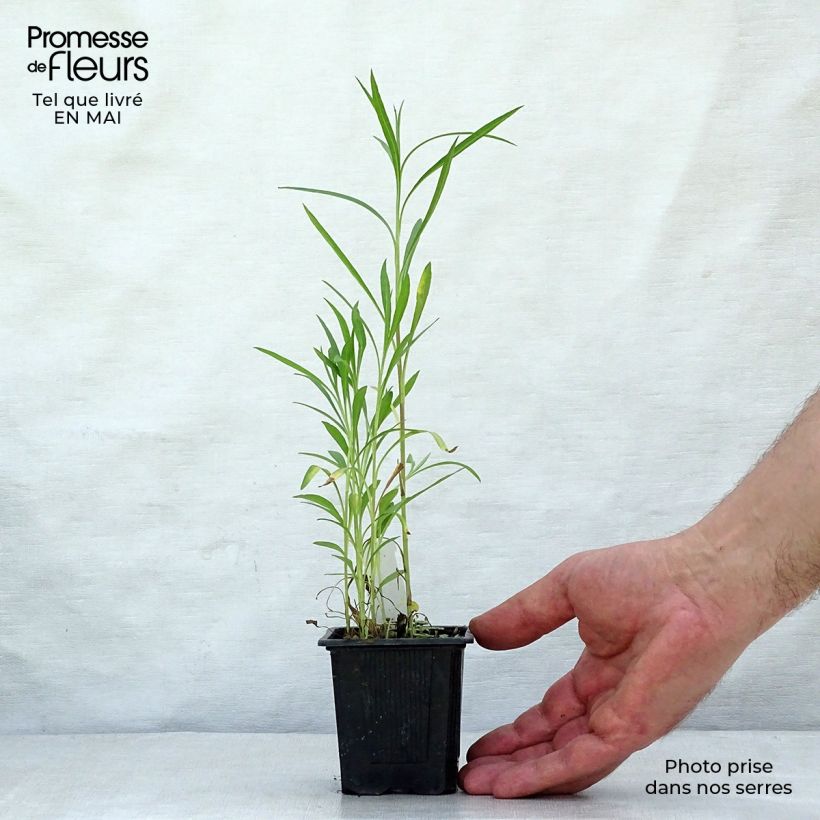 Exemplaar van Aster datschii - Herfstaster Kweekpotje van 8/9 cm zoals geleverd in de lente