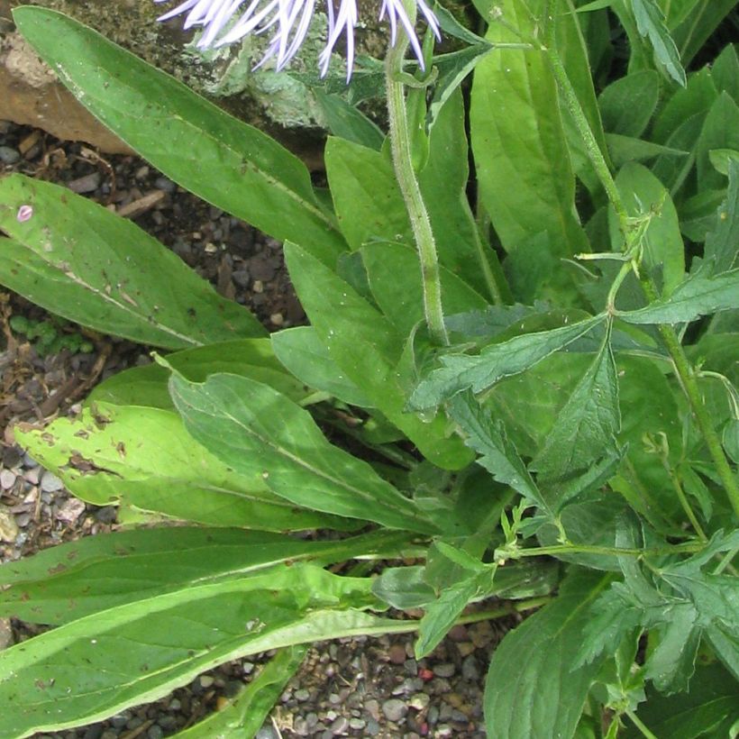 Aster diplostephioides - Herfstaster (Blad)