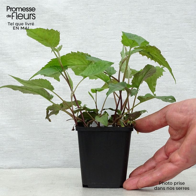 Exemplaar van Aster divaricatus - Sneeuwaster Kweekpotje van 8/9 cm zoals geleverd in de lente