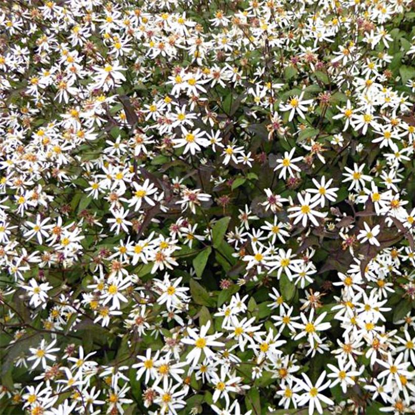 Aster divaricatus Beth Chatto - Sneeuwaster (Bloei)