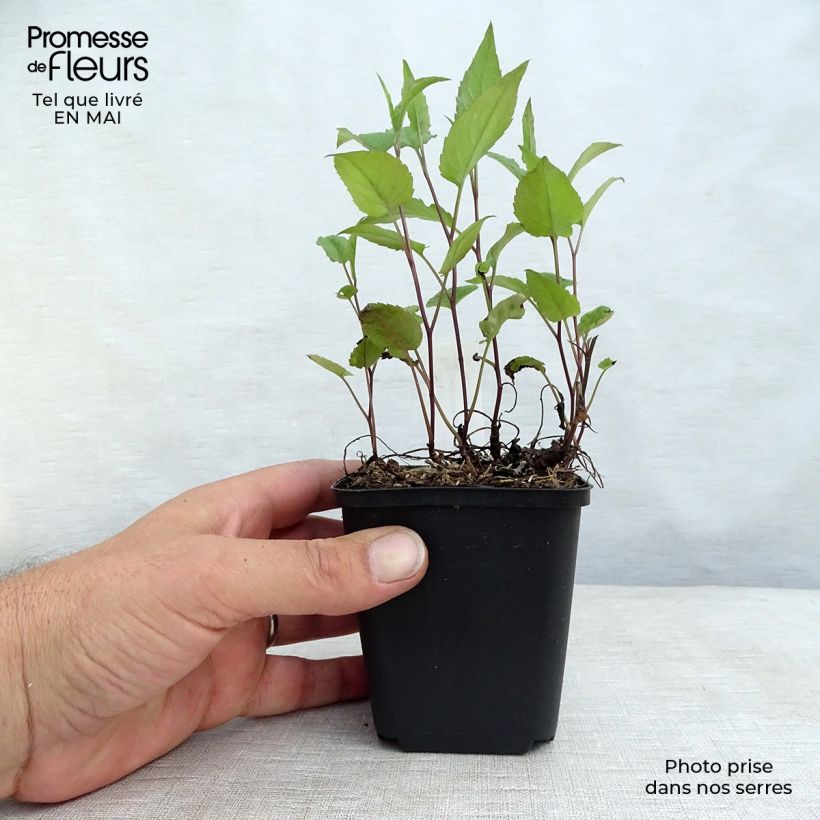 Exemplaar van Aster divaricatus Beth Chatto - Sneeuwaster Kweekpotje van 8/9 cm zoals geleverd in de lente