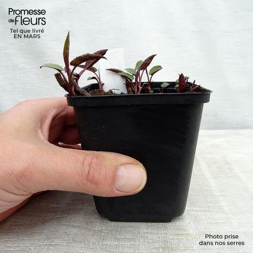 Exemplaar van Aster divaricatus Tradescant - Sneeuwaster Kweekpotje van 8/9 cm zoals geleverd in de lente