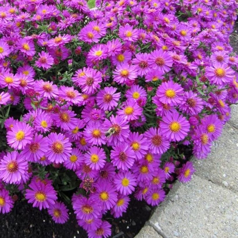 Aster dumosus Anneke - Dwergaster (Groeiplaats)