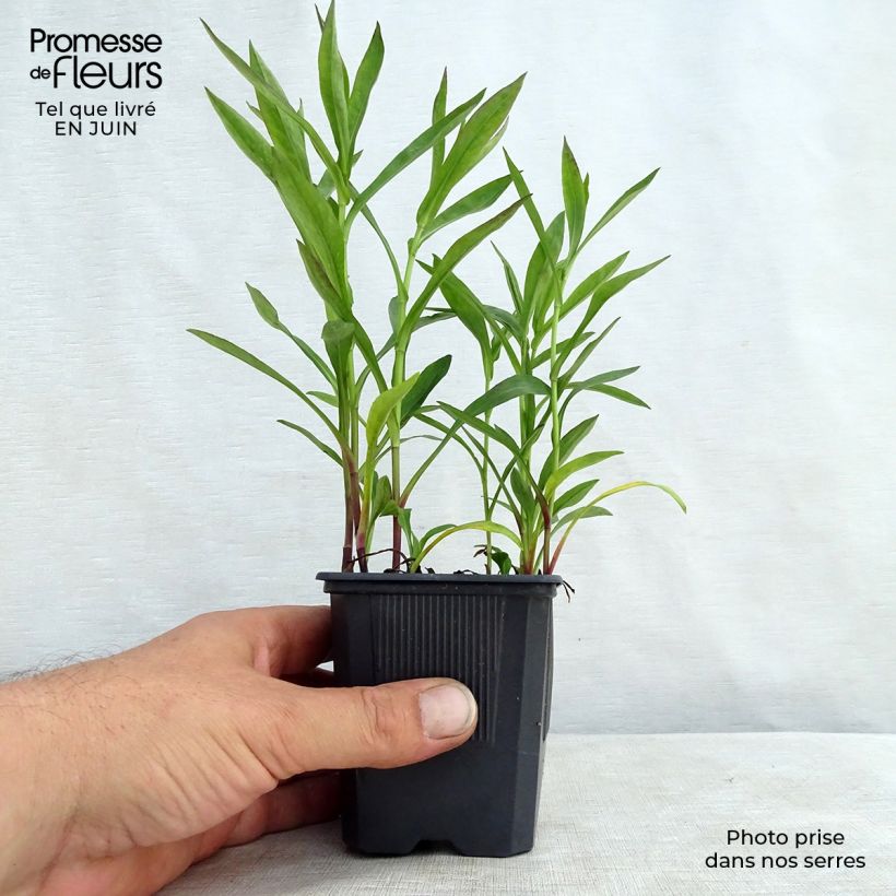 Exemplaar van Aster dumosus Anneke - Dwergaster Kweekpotje van 8/9 cm zoals geleverd in de zomer