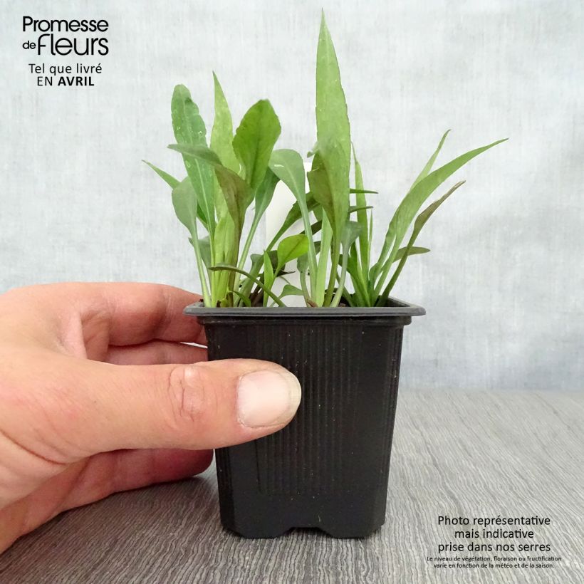 Exemplaar van Aster dumosus Augenweide - Dwergaster Kweekpotje van 8/9 cm zoals geleverd in de lente