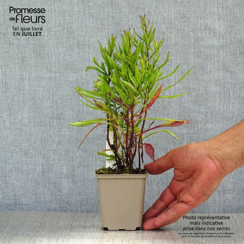 Exemplaar van Aster dumosus Bahamas - Dwergaster Kweekpotje van 8/9 cm zoals geleverd in de zomer