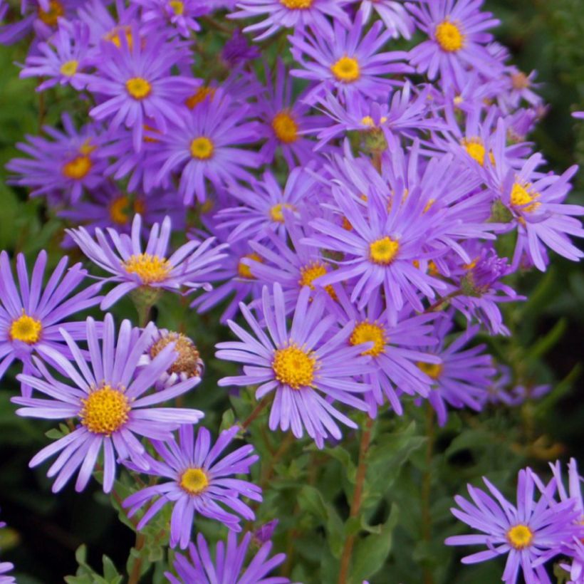 Aster dumosus Early Blue - Dwergaster (Bloei)