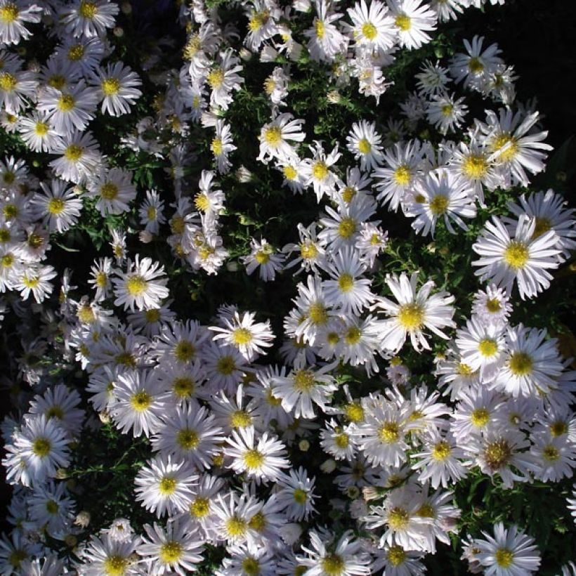 Aster dumosus Kristina - Dwergaster (Groeiplaats)