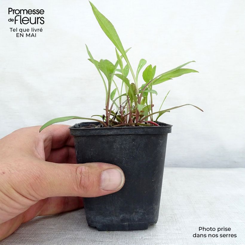 Exemplaar van Aster Lady In Blue - Dwergaster Kweekpotje van 8/9 cm zoals geleverd in de lente