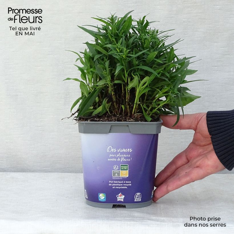 Exemplaar van Aster Lady In Blue - Dwergaster Pot van 2 l/3 l zoals geleverd in de lente