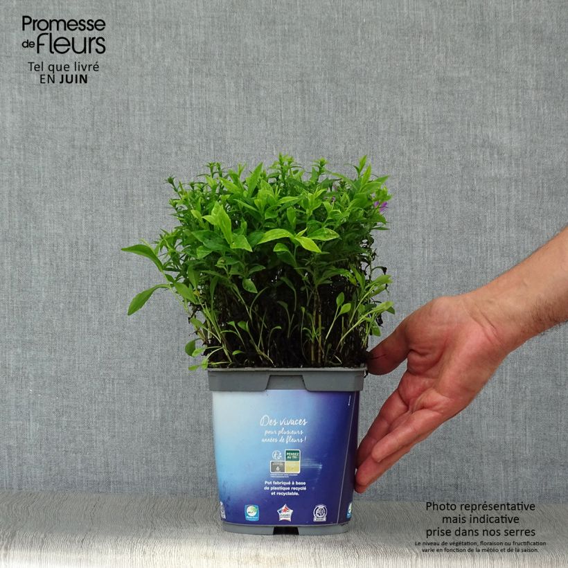 Exemplaar van Aster Lady In Blue - Dwergaster Pot van 2 l/3 l zoals geleverd in de zomer