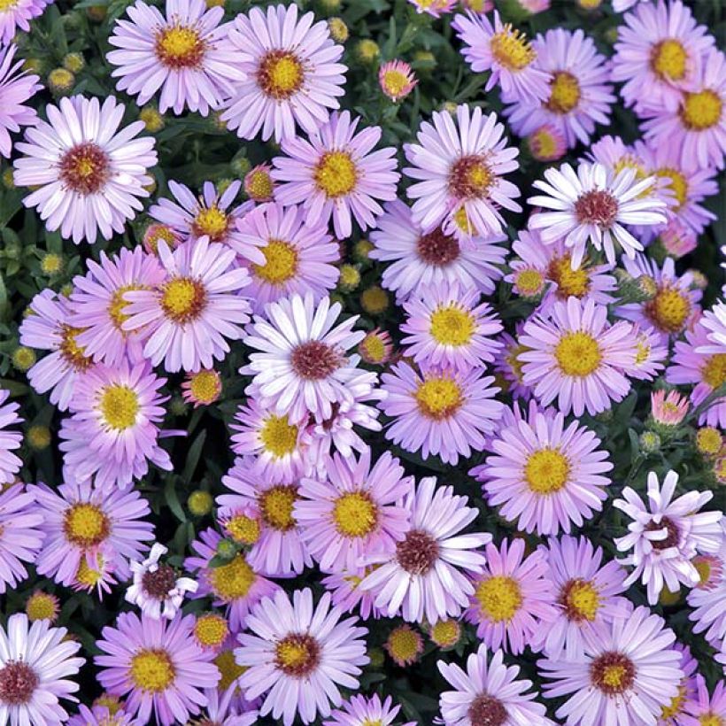 Aster dumosus Marjorie - Dwergaster (Bloei)