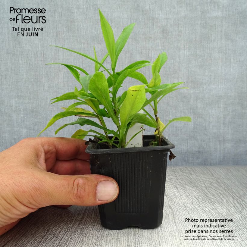 Exemplaar van Aster dumosus Marjorie - Dwergaster Kweekpotje van 8/9 cm zoals geleverd in de zomer