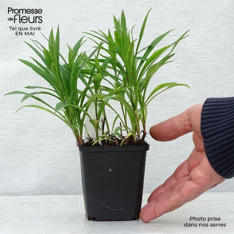 Exemplaar van Aster dumosus Peter Harrison - Dwergaster Kweekpotje van 8/9 cm zoals geleverd in de lente