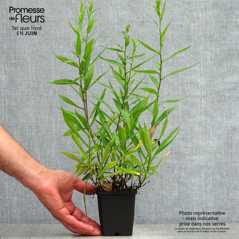 Exemplaar van Aster dumosus Peter Harrison - Dwergaster Kweekpotje van 8/9 cm zoals geleverd in de zomer