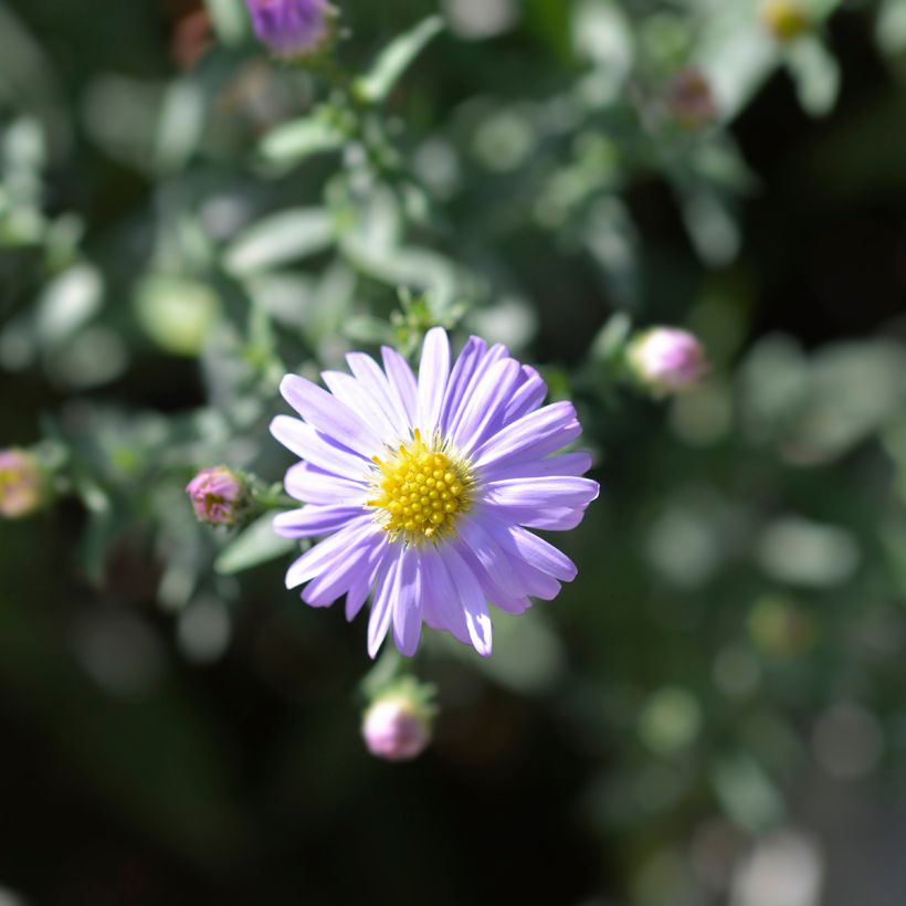 Aster dumosus Professeur Anton Kippenberg - Dwergaster (Bloei)
