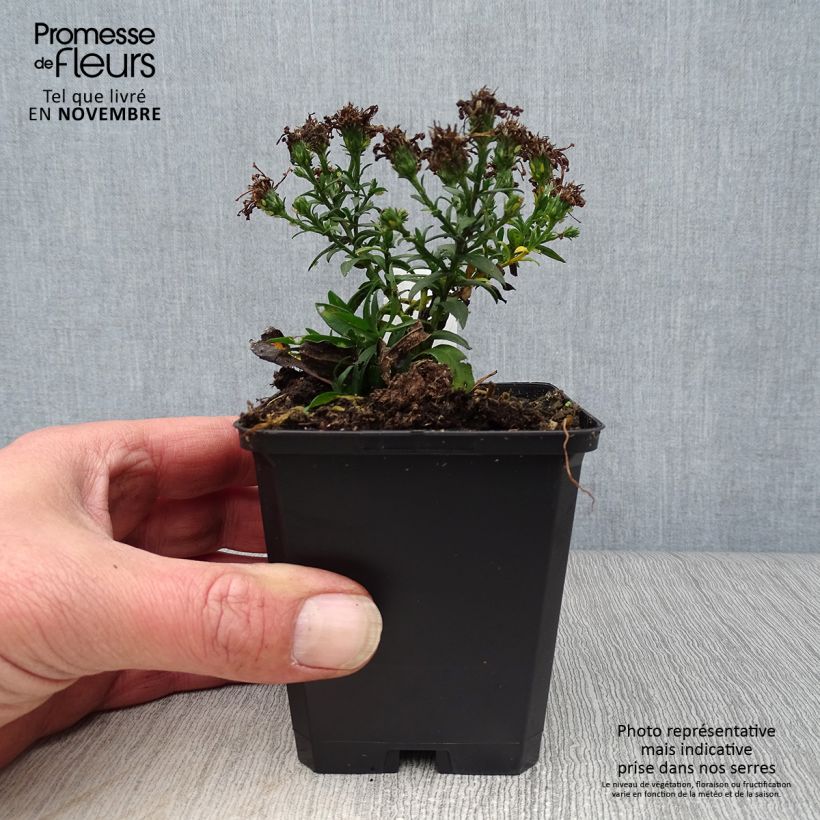 Exemplaar van Aster dumosus Rosenwichtel - Dwergaster Kweekpotje van 8/9 cm zoals geleverd in de herfst