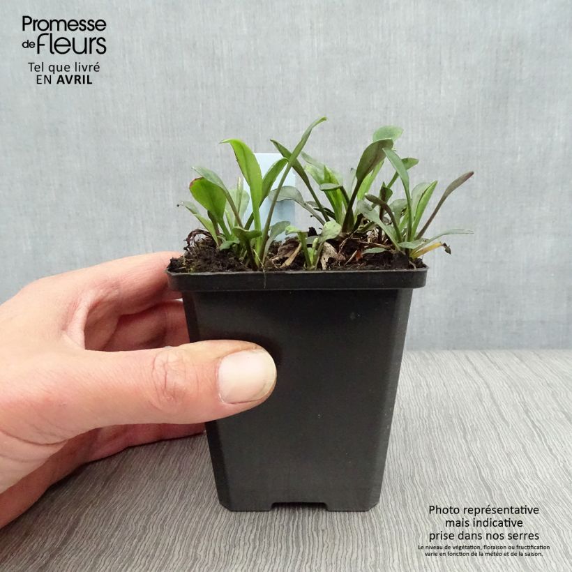 Exemplaar van Aster dumosus Rosenwichtel - Dwergaster Kweekpotje van 8/9 cm zoals geleverd in de lente