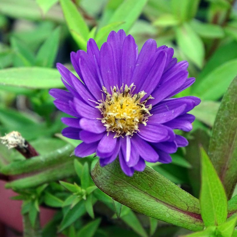 Aster dumosus Samoa - Dwergaster (Bloei)