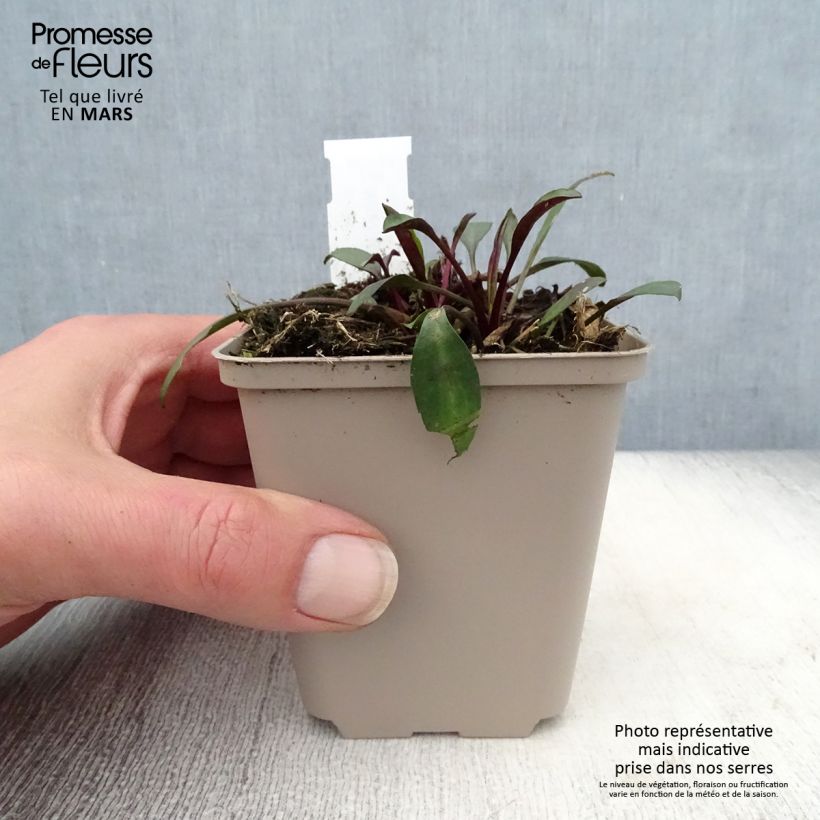 Exemplaar van Aster dumosus Samoa - Dwergaster Kweekpotje van 8/9 cm zoals geleverd in de lente