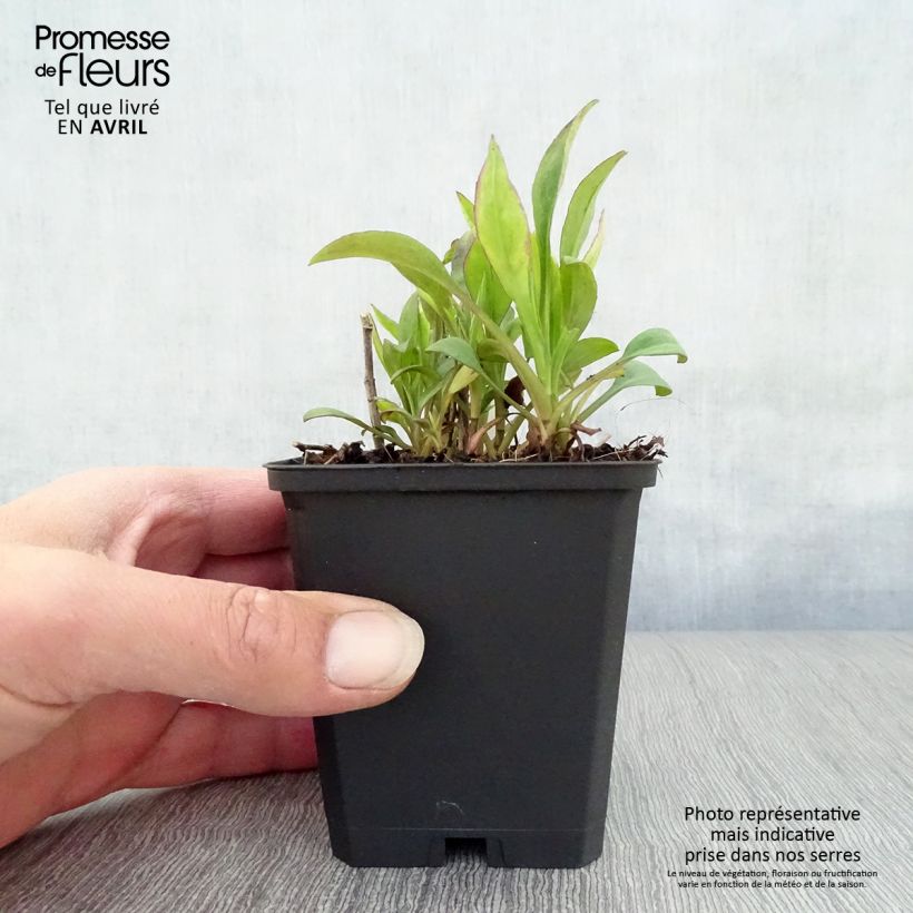 Exemplaar van Aster dumosus Schneekissen - Dwergaster Kweekpotje van 8/9 cm zoals geleverd in de lente